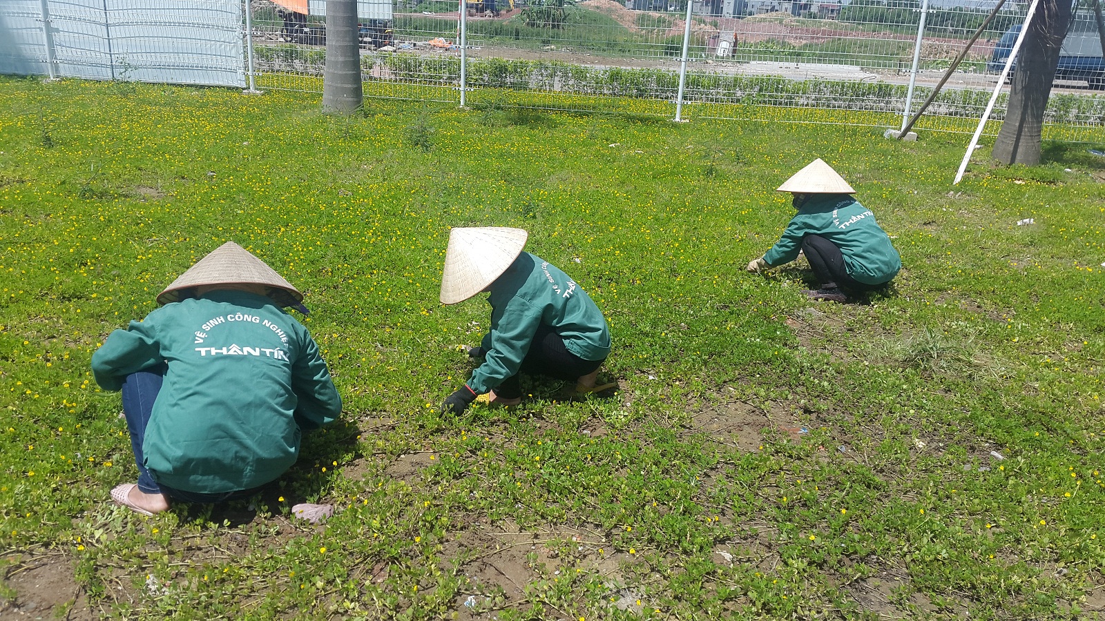 Chăm sóc và cắt tỉa cây cỏ, cây cảnh